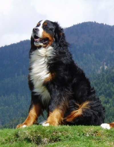 Roméo