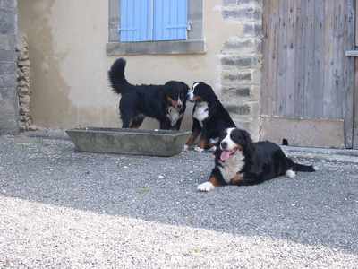 Tous les trois