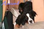 Athos