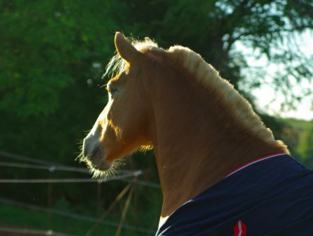 BontonOr1020130007.jpg