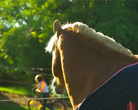BontonOr1020130009.jpg