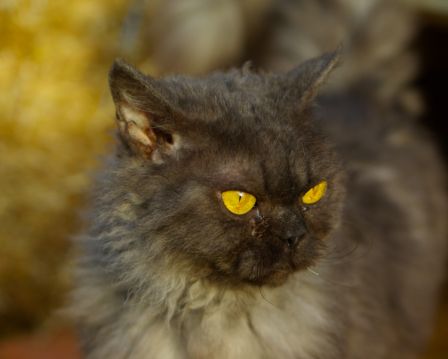 Feline1612130001.jpg