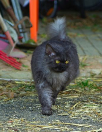 Feline1612130002.jpg