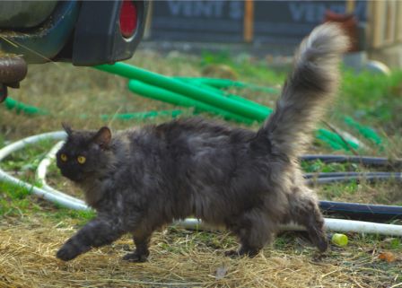 Feline1612130003.jpg