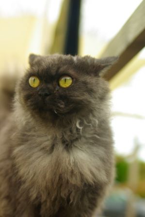 Feline3012130001.jpg