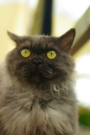 Feline3012130002.jpg