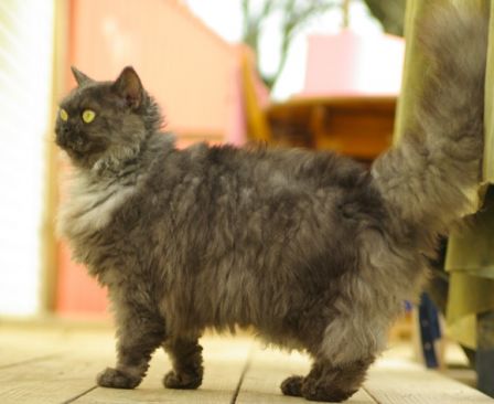 Feline3012130003.jpg