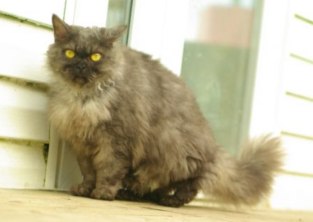 Feline3012130004.jpg