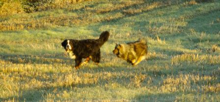 Chiens0012.jpg