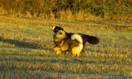 Chiens0013.jpg
