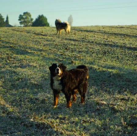 Chiens0021.jpg