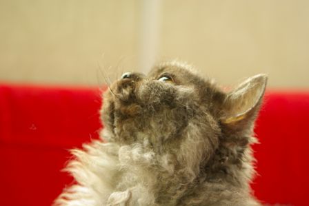 Feline0001.jpg