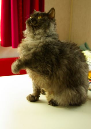 Feline0002.jpg