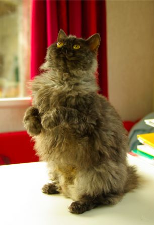 Feline0003.jpg
