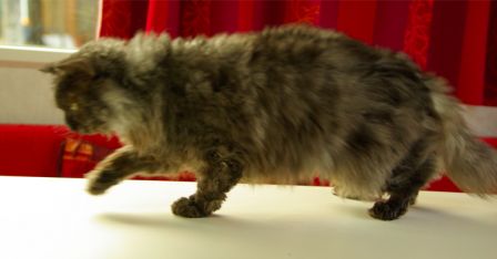 Feline0004.jpg