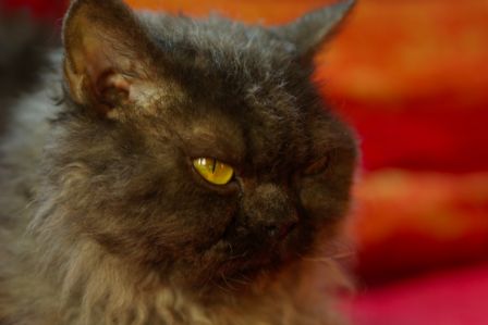 Feline0005.jpg