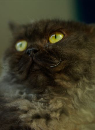 Feline0008.jpg