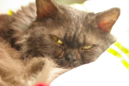 FelineMalCoiffee0001.jpg