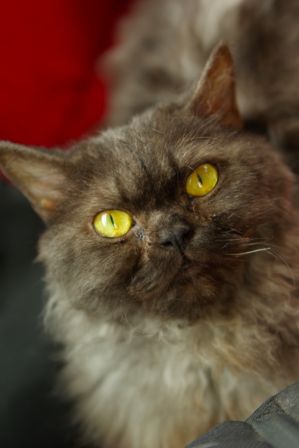 FelineMalCoiffee0002.jpg