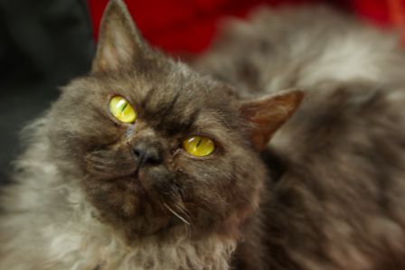FelineMalCoiffee0003.jpg