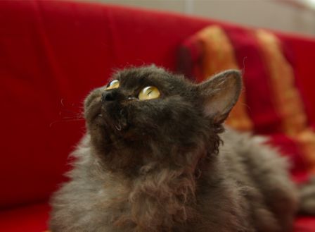 FelineMalCoiffee0004.jpg