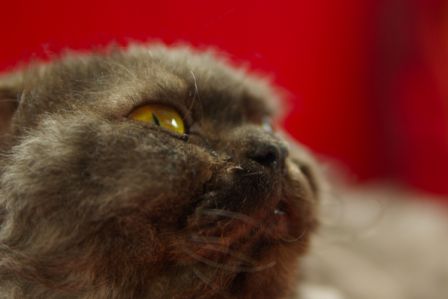 FelineMalCoiffee0006.jpg