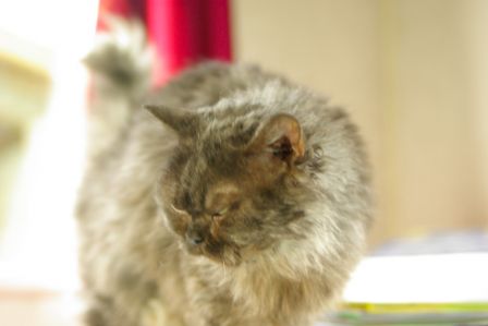 FelineMalCoiffee0008.jpg
