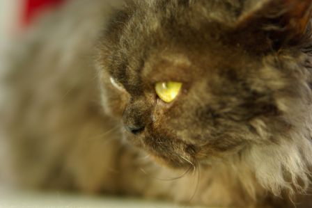 FelineMalCoiffee0010.jpg