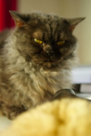 FelineMalCoiffee0011.jpg