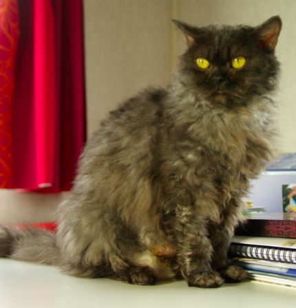 FelineMalCoiffee0012.jpg
