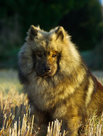 Chiens0004.jpg
