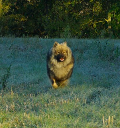 Chiens0006.jpg