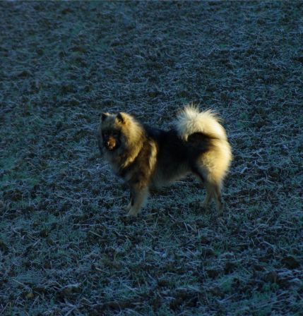 Chiens0014.jpg