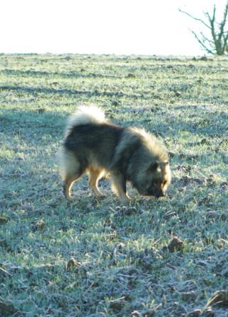 Chiens0016.jpg