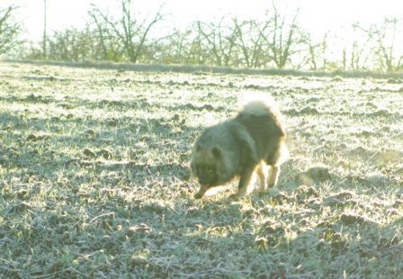 Chiens0018.jpg