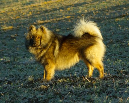 Chiens0019.jpg
