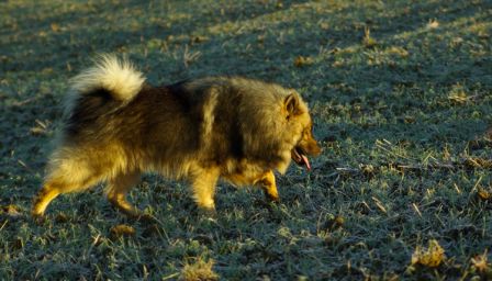 Chiens0020.jpg