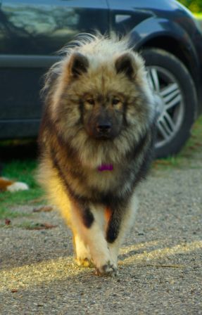 Ourson1020130002.jpg