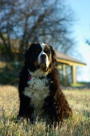 Chiens0005.jpg