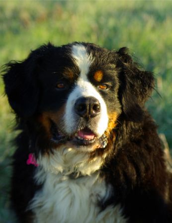 Chiens0007.jpg