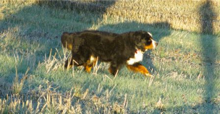 Chiens0015.jpg