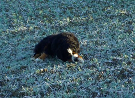 Chiens0017.jpg